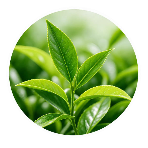 Green Tea Extract